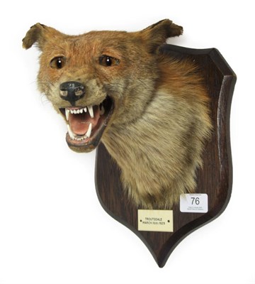 Lot 76 - Taxidermy: Red Fox Mask (Vulpes vulpes), circa March/16/ 1929, by Peter Spicer & Sons,...