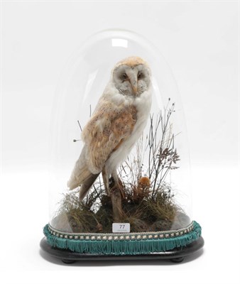 Lot 77 - Taxidermy: A Victorian Barn Owl (Tito alba), full mount adult with head turning slightly to the...