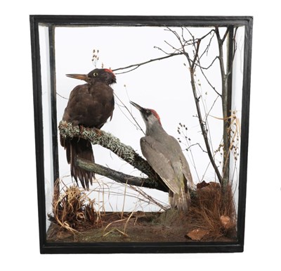 Lot 78 - Taxidermy: A Cased Woodpecker Diorama, by Rowland Ward, 166 Piccadilly, London, a full mount...