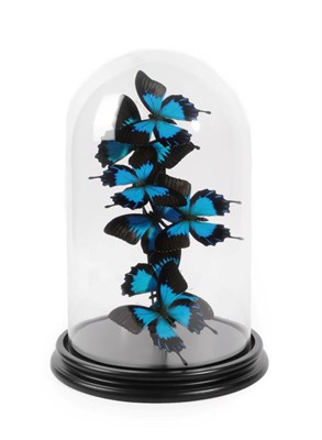 Lot 79 - Entomology: A Diorama of Blue Emperor Swallowtail Butterflies (Papilio ulysses), modern, a...