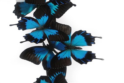 Lot 79 - Entomology: A Diorama of Blue Emperor Swallowtail Butterflies (Papilio ulysses), modern, a...