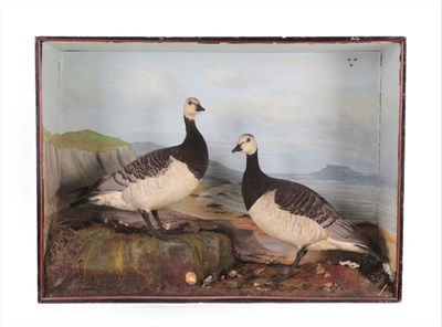 Lot 80 - Taxidermy: A Large Cased Pair of Barnacle Geese (Branta leucopsis), circa late 19th/early 20th...
