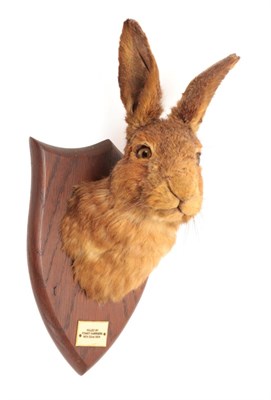 Lot 81 - Taxidermy: Hare Head Mount (Lepus timidus), circa 1924, by Peter Spicer & Sons, Taxidermists,...