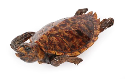 Lot 85 - Taxidermy: Hawksbill Sea Turtle (Eretmochelys imbricata), circa 1900, full mount juvenile with head