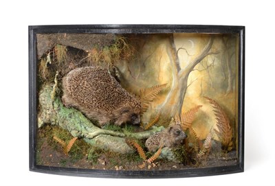 Lot 87 - Taxidermy: European Hedgehog and Hoglet (Erinaceus europaeus), circa 2019, by A.J. Armitstead,...