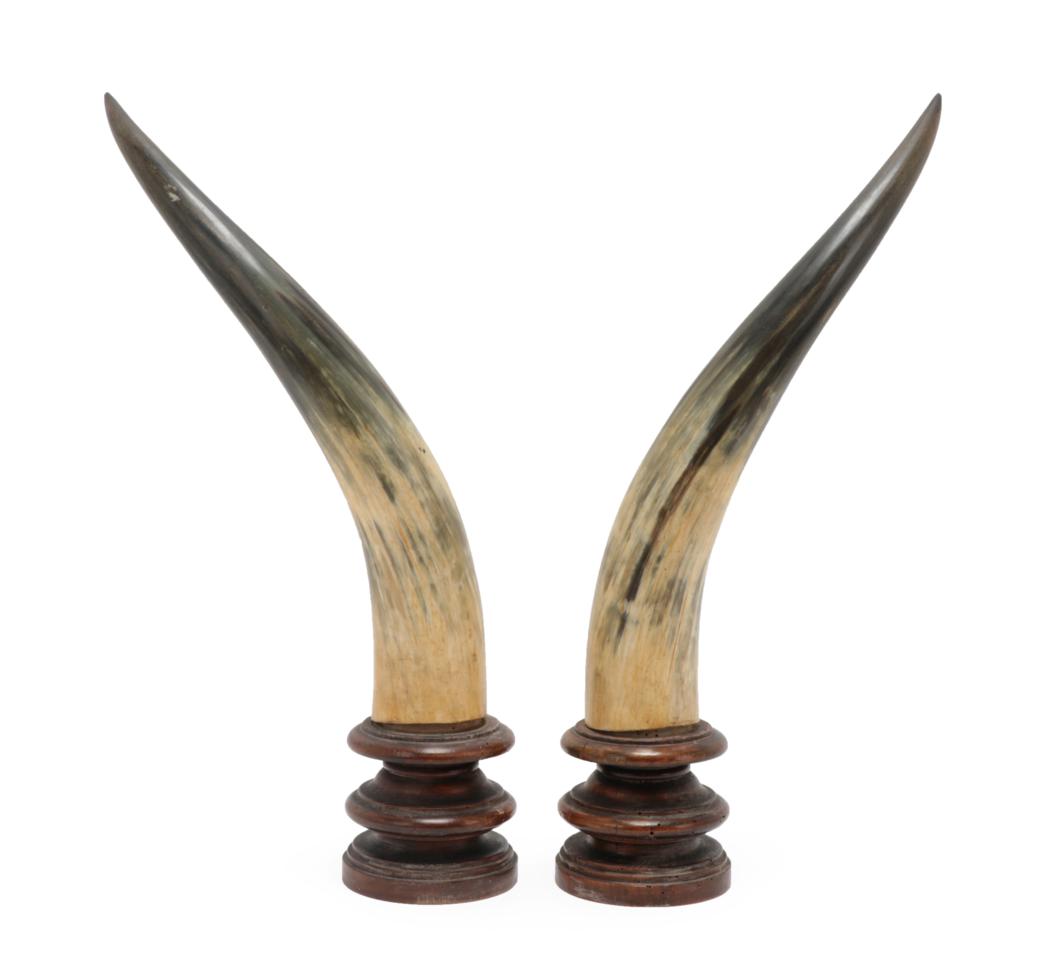 Lot 92 - Antlers/Horns: A Pair of Mounted Steer Horns, circa early 20th century, a pair of adult Steer...