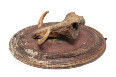 Lot 93 - Skulls/Tusks: An Austro-German Mounted Warthog Skull, circa 18th/19th century, a large adult...