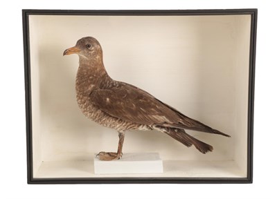 Lot 95 - Taxidermy: A Cased Pomarine Skua (Stercorarius pomarinus), in the manner of Robert Duncan,...
