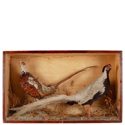 Lot 97 - Taxidermy: A Late Victorian Diorama of Pheasants, circa 1880-1900, a full mount adult Silver...