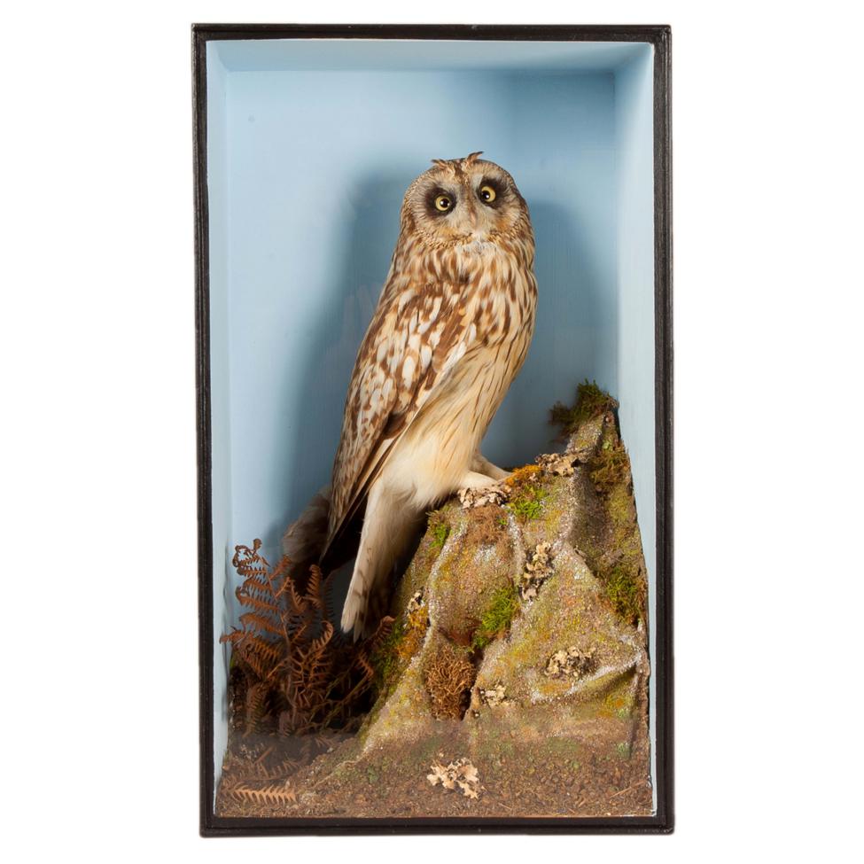 Lot 98 - Taxidermy: A Victorian Cased Short-Eared Owl (Asio flammeus), in the manner of T.E. Gunn,...