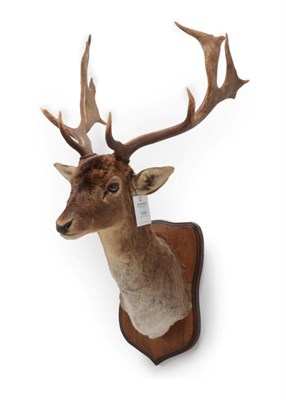 Lot 100 - Taxidermy: Fallow Deer (Dama dama), modern, shoulder mount looking straight ahead, widest span...