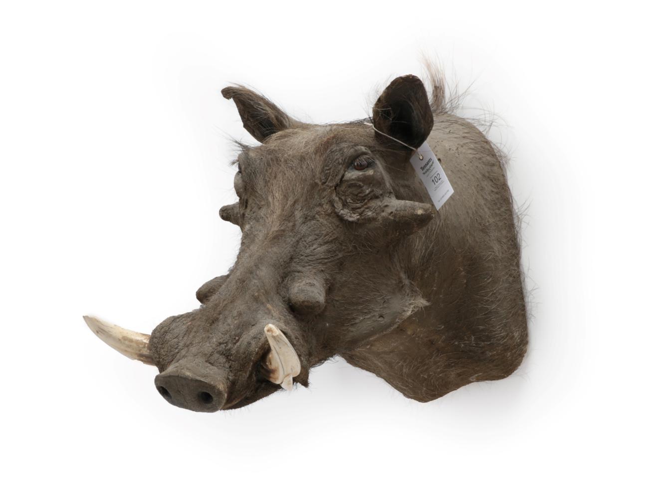 Lot 102 - Taxidermy: Common Warthog (Phacochoerus africanus), circa 20th century, adult shoulder mount...