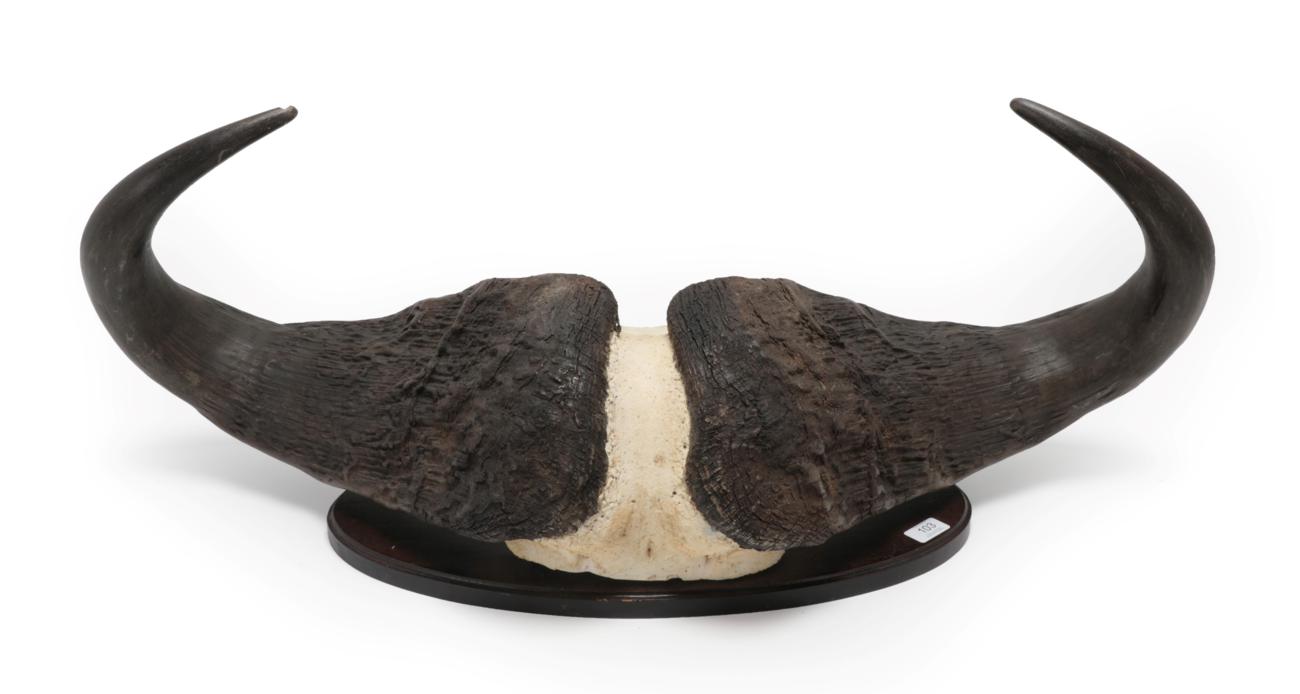 Lot 103 - Antlers/Horns: Cape Buffalo Skull (Syncerus caffer caffer), circa late 20th century, large...