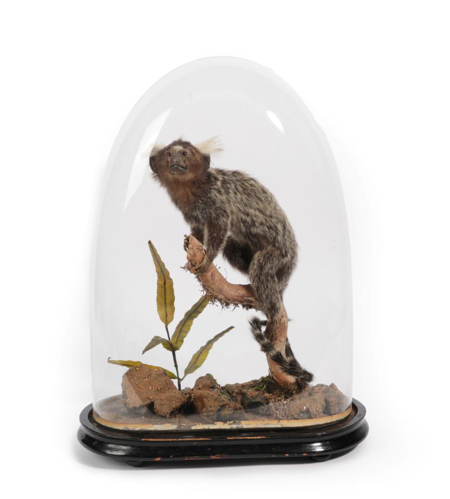 Lot 106 - Taxidermy: Common Marmoset Monkey (Callithrix jacchus), South America, early 20th century, a...