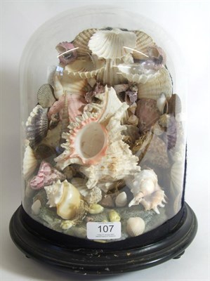 Lot 107 - Conchology: A Diorama of Mixed Sea Shells, a varied selection of world sea shells, enclosed beneath