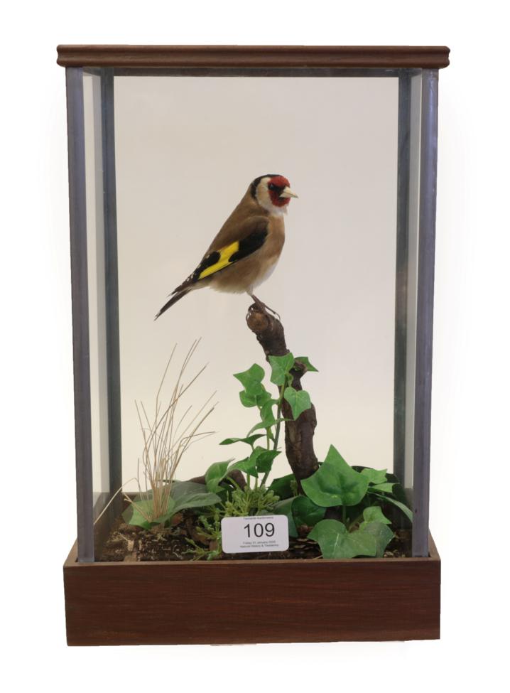 Lot 109 - Taxidermy: A Cased Goldfinch (Carduelis