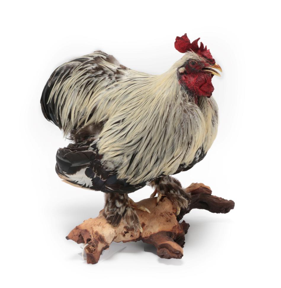 Lot 111 - Taxidermy: Pekin Cockerel Chicken (Gallus gallus domesticus), modern, a full mount adult...