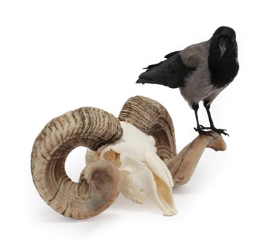 Lot 112 - Taxidermy: A Hooded Crow Upon a Swaledale Ram Skull, (Corvus cornix), modern, by David Airey,...