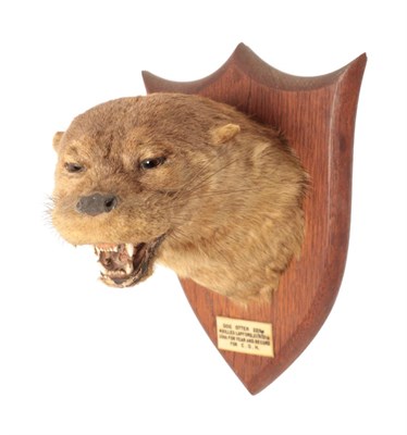 Lot 113 - Taxidermy: Eurasian Otter Mask (Lutra lutra), circa 1921, by Peter Spicer & Sons, Taxidermists,...