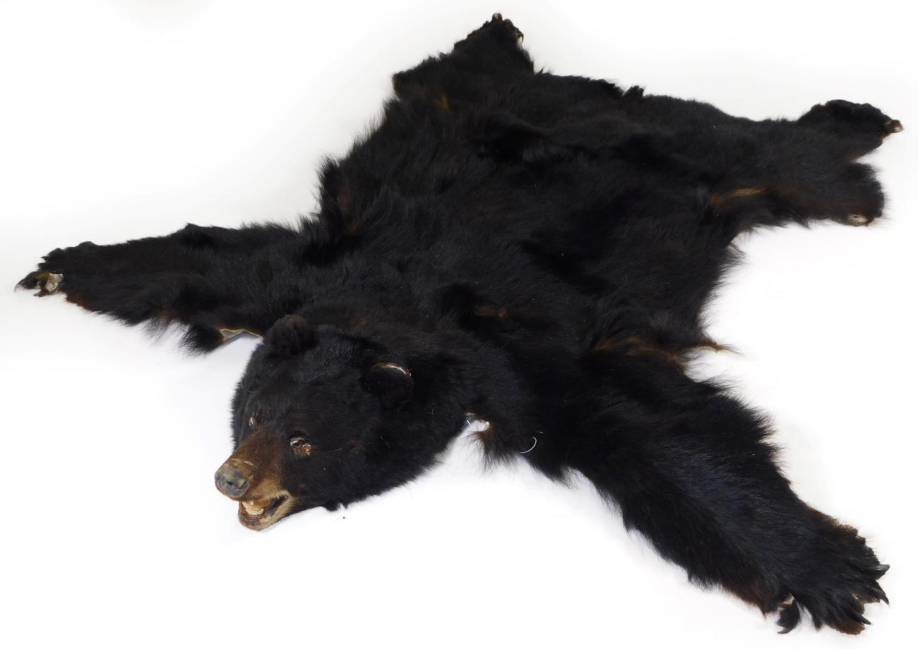 Lot 114 - Taxidermy: North American Black Bear Skin Rug (Ursus americanus), circa 1970, Canada, an adult full