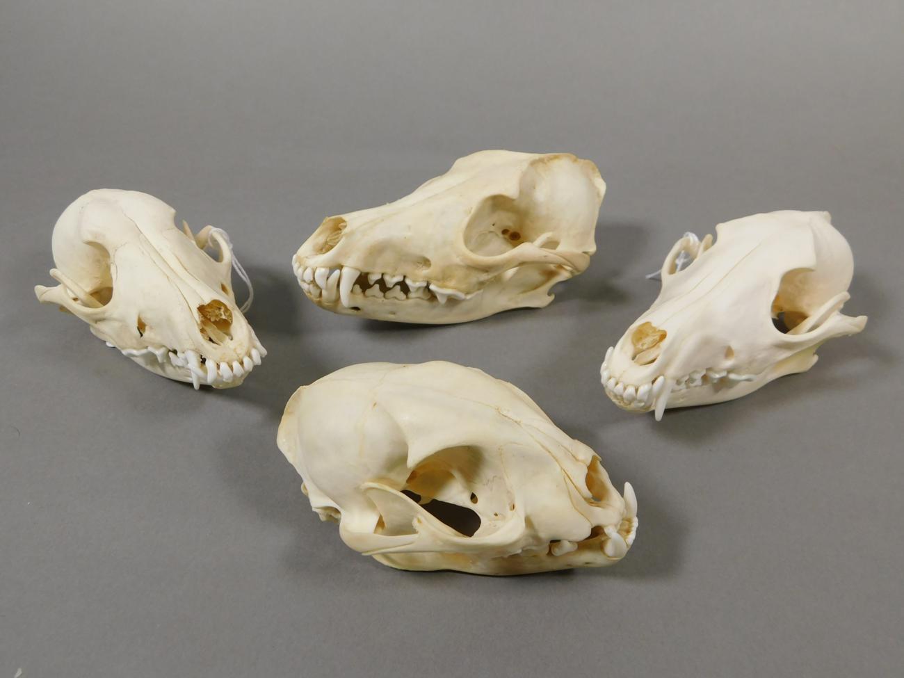 Lot 115 - Skulls/Anatomy: African Caracal & Black-Backed Jackal Skulls , modern, South Africa, a complete...
