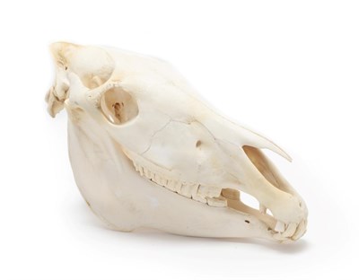 Lot 116 - Skulls/Anatomy: Burchell's Zebra Skull (Equus quagga), modern, complete bleached skull, 52cm by...