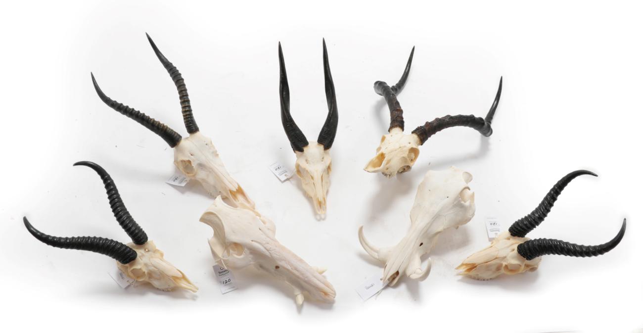 Lot 120 - Horns/Skulls: A Selection of African Hunting Trophy Skulls, modern, a varied selection of...
