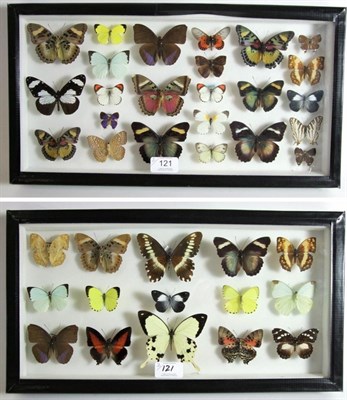 Lot 121 - Entomology: A Pair of Glazed Displays of African Butterflies, circa 21st century, a pair of...