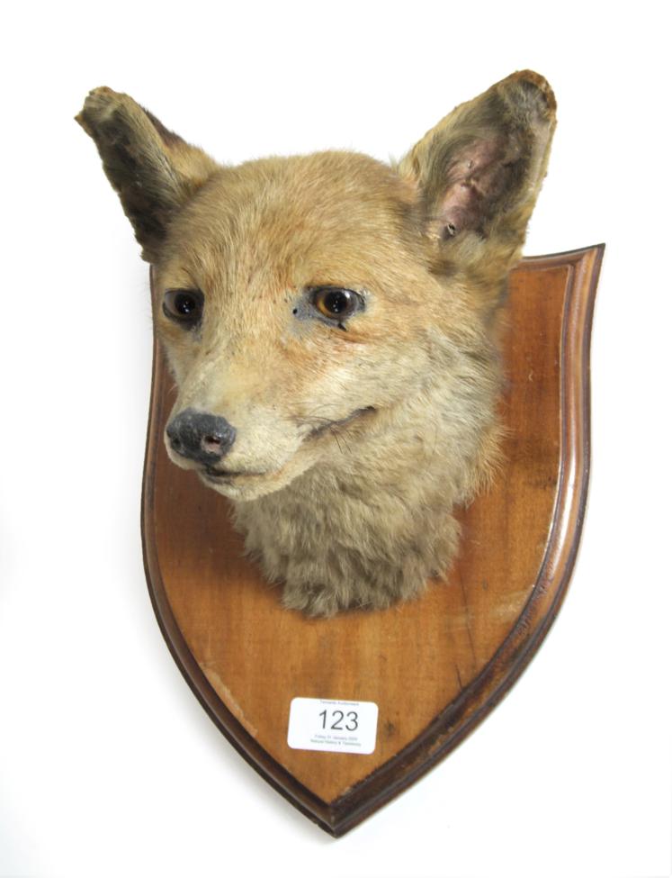 Lot 123 - Taxidermy: European Red Fox Mask (vulpes vulpes), circa 1910, head mount looking straight...