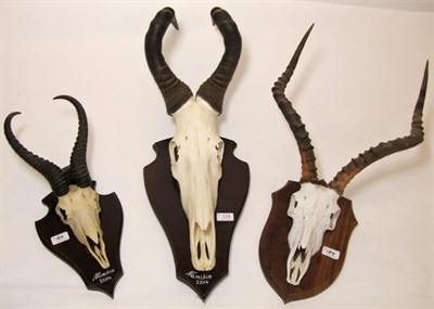 Lot 124 - Antlers/Horns: African Hunting Trophies, circa 2004, Namibia, three sets of horns on cut upper...
