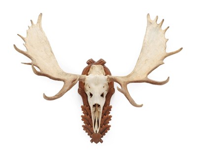 Lot 127 - Antlers/Horns: Very Large Moose Antlers (Alces alces), circa late 20th century, a very large...