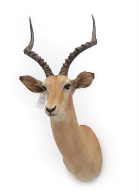 Lot 128 - Taxidermy: Common Impala (Aepyceros melampus), circa late 20th century, shoulder mount with...