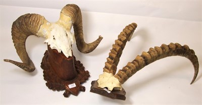 Lot 130 - Antlers/Horns: Gobi Argali and Alpine Ibex, circa 1970, a set of adult Alpine Ibex horns on cut...