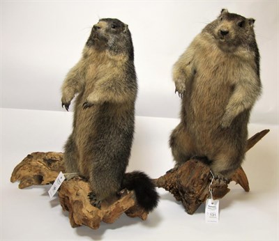 Lot 131 - Taxidermy: A Pair of Alpine Marmots (Marmota marmota), modern, two full mount adults, both...