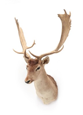 Lot 132 - Taxidermy: Fallow Deer (Dama dama), circa late 20th century, adult shoulder mount looking...
