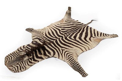 Lot 133 - Taxidermy: Burchell's Zebra Skin Rug (Equus quagga), circa late 20th century, flat skin rug...