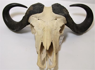 Lot 135 - Antlers/Horns: Cape Buffalo (Syncerus caffer), circa late 20th century, adult bull horns on...