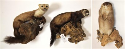 Lot 136 - Taxidermy: Countryside Animals, circa late 20th century, to include a full mount Polecat...