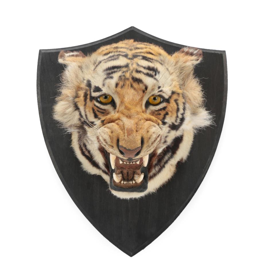 Lot 139 - Taxidermy: Indian Tiger (Panthera tigris tigris), circa 1920, in the manner of Theobald Bros,...