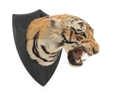 Lot 139 - Taxidermy: Indian Tiger (Panthera tigris tigris), circa 1920, in the manner of Theobald Bros,...