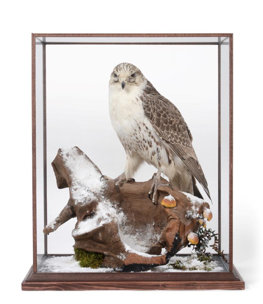 Lot 140 - Taxidermy: A Table Cased Gyr Saker Falcon (Falco rusticolus X Falco cherrug), captive bred,...