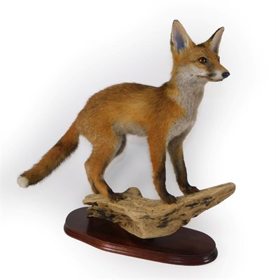 Lot 141 - Taxidermy: Juvenile Red Fox (Vulpes vulpes), circa 1998, by Dave Hornbrook, Guisborough,...