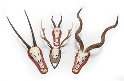 Lot 142 - Hunting Trophy Horns/Antlers: Cape Greater Kudu, Gemsbok Oryx, Blesbok, Sika Deer, all medal class