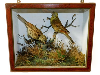 Lot 145 - Taxidermy: A Pair of Victorian Cased Yellowhammers (Emberiza citrinella), a pair of full mounts...