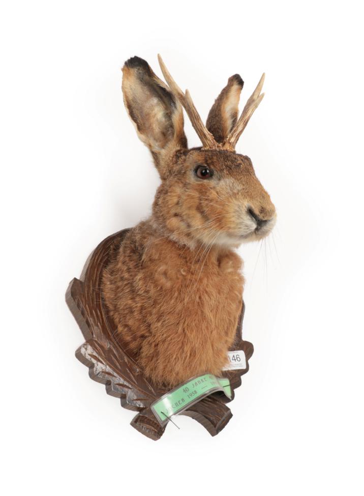 Lot 146 - Taxidermy: A Hybrid Hare Head Mount (Lupus timidus), circa late 20th century, a composed hybrid...