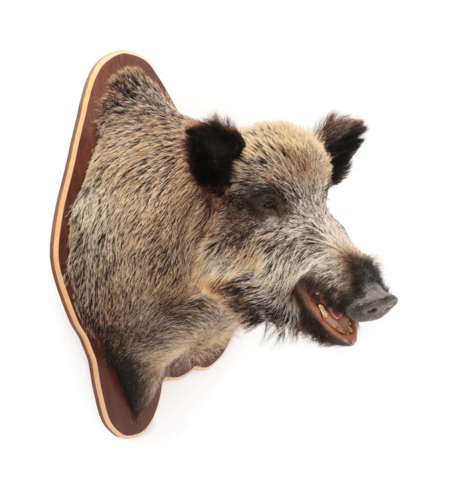 Lot 148 - Taxidermy: European Wild Boar (Sus scrofa), modern, a large high quality shoulder mount looking...