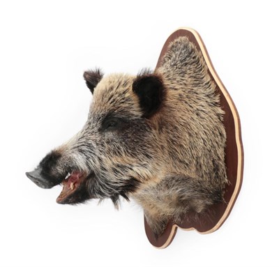 Lot 148 - Taxidermy: European Wild Boar (Sus scrofa), modern, a large high quality shoulder mount looking...