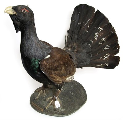 Lot 149 - Taxidermy: Capercaillie Cock Bird (Tetrao urogallus), circa early/mid 20th century, full mount...