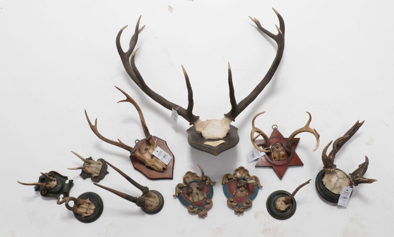 Lot 150 - Antlers/Horns: A Quantity of Deer Antler Trophies, to include: a set of Scottish Red Deer...
