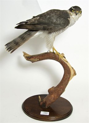 Lot 153 - Taxidermy: Eurasian Sparrowhawk (Accipiter nisus), circa 1998, by Brian Lancaster, Taxidermy,...